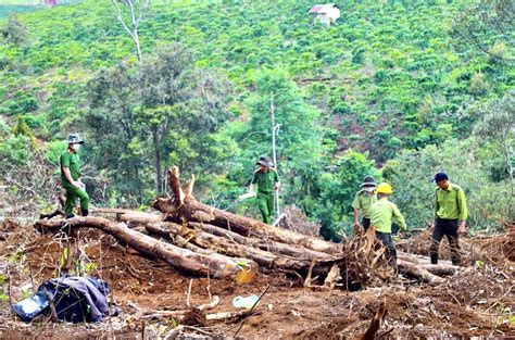 tác hại của phá rừng